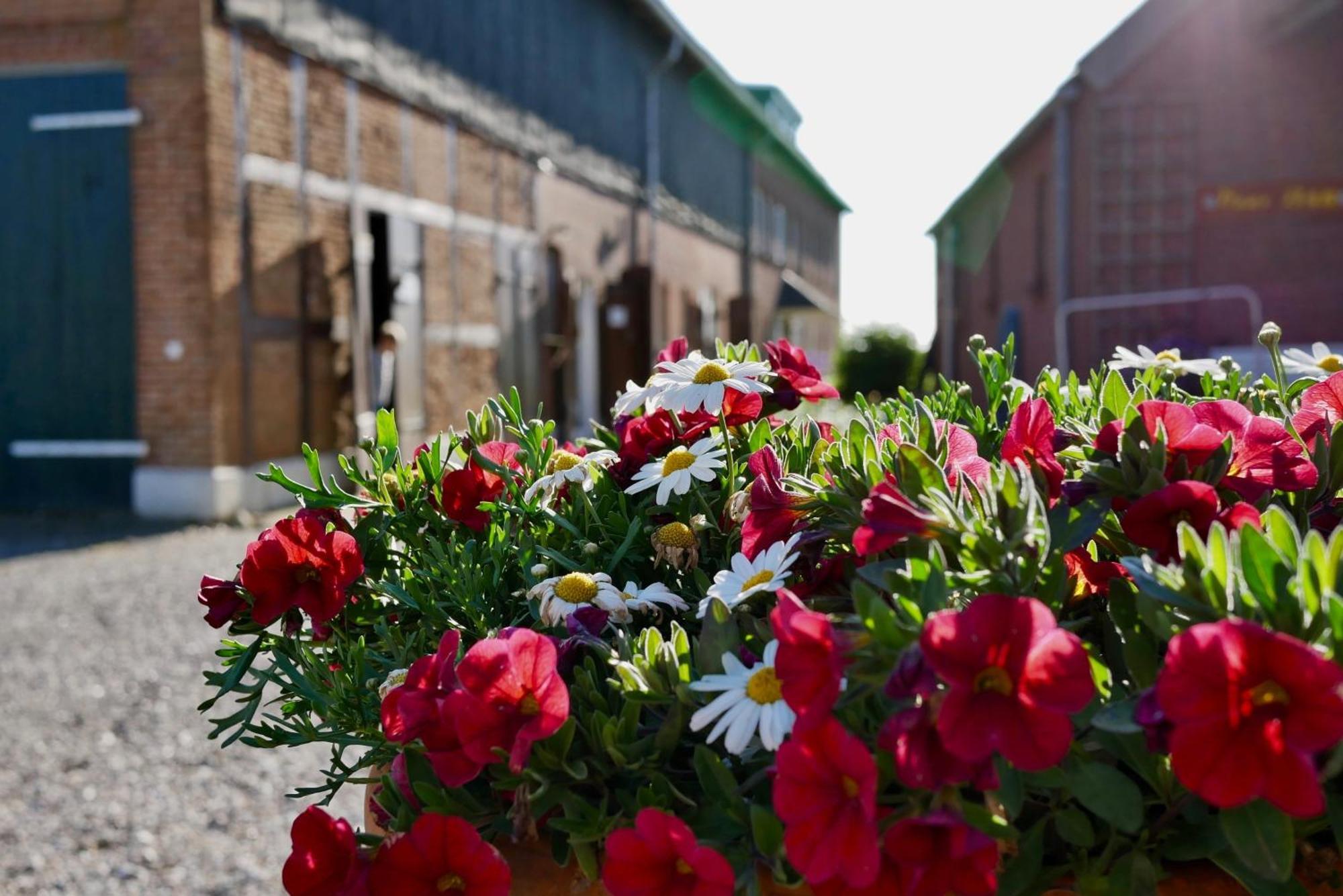 Appartamento Knusthof Lafrenz - Brueckenblick Fehmarn Esterno foto